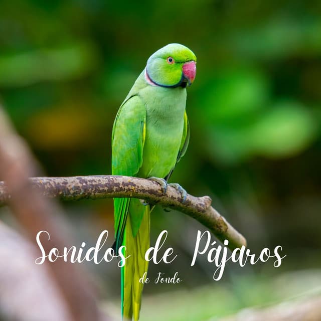 Sonidos de Pájaros de Fondo - Sonidos De La Naturaleza