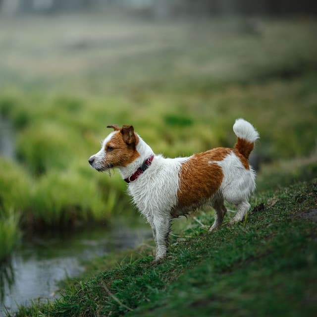 Ambient Dog Dreams by the Waterside - Dog Music Collective