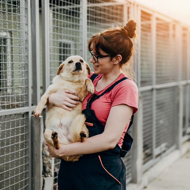 Pet Serenades: Lofi Music for Animal Comfort - Pets Total Relax