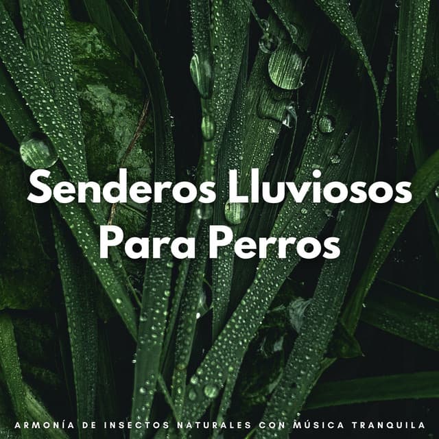 Senderos Lluviosos Para Perros: Armonía De Insectos Naturales Con Música Tranquila - Colmena de Lluvia