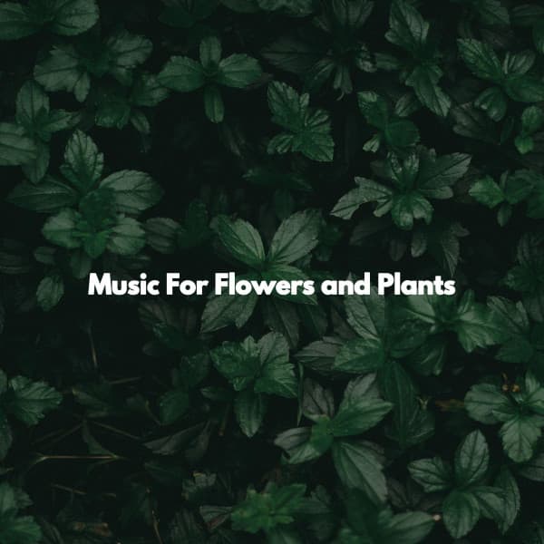 Music For Flowers and Plants - Work & Jazz