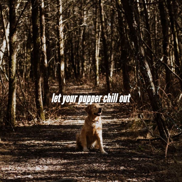let your pupper chill out - Jazz Music for Studying