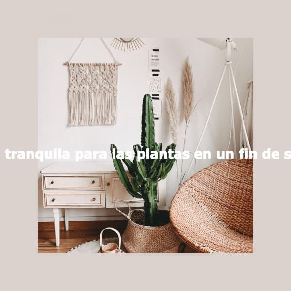 Música tranquila para las plantas en un fin de semana - Hotel Jazz