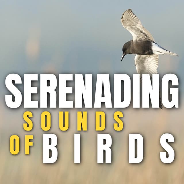 Serenading Sounds of Birds - Bird Songs