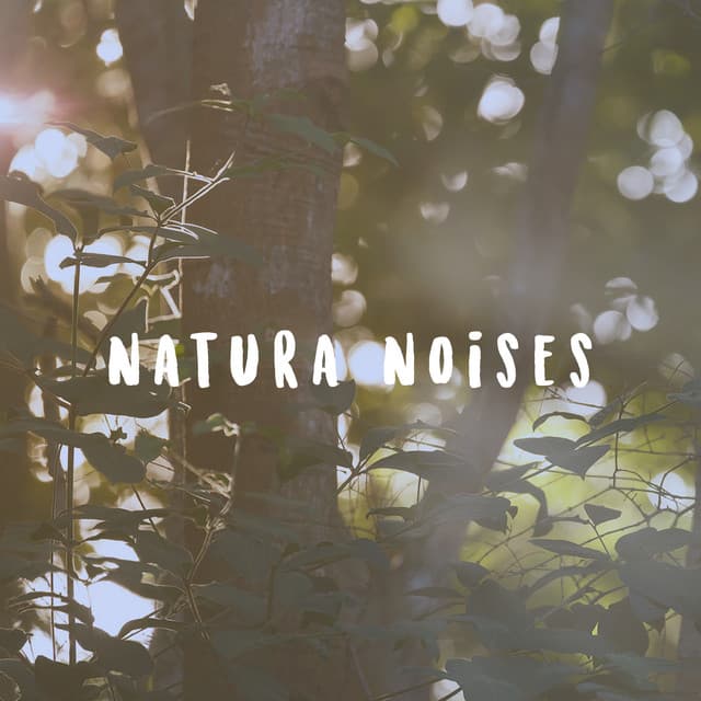 Natura Noises - Meditation Rain Sounds