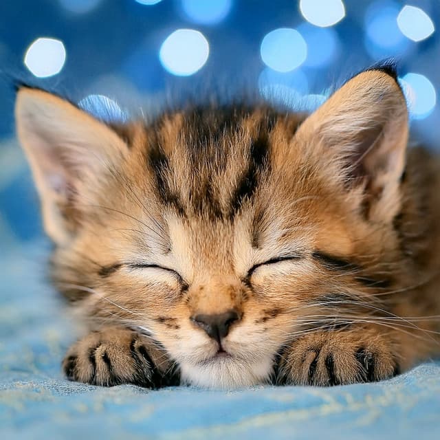 Sonidos Suaves Para Noches Tranquilas De Los Gatos - Felicidad básica