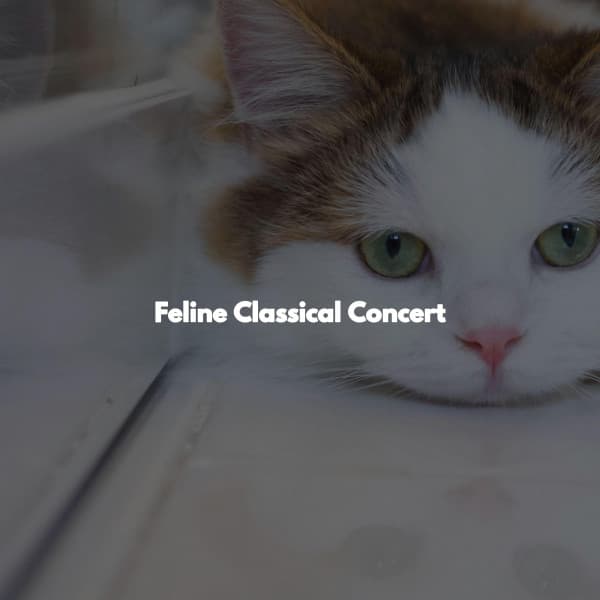 Feline Classical Concert - French Cafe Jazz Vibes