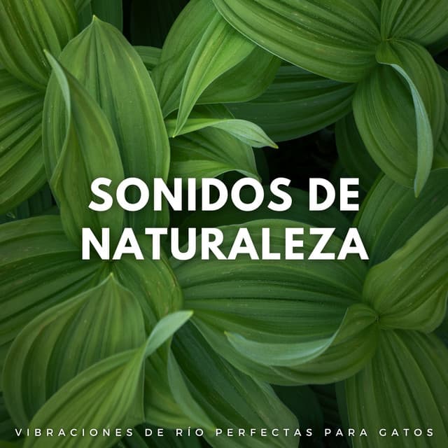 Sonidos De Naturaleza: Vibraciones De Río Perfectas Para Gatos - Sonidos de río