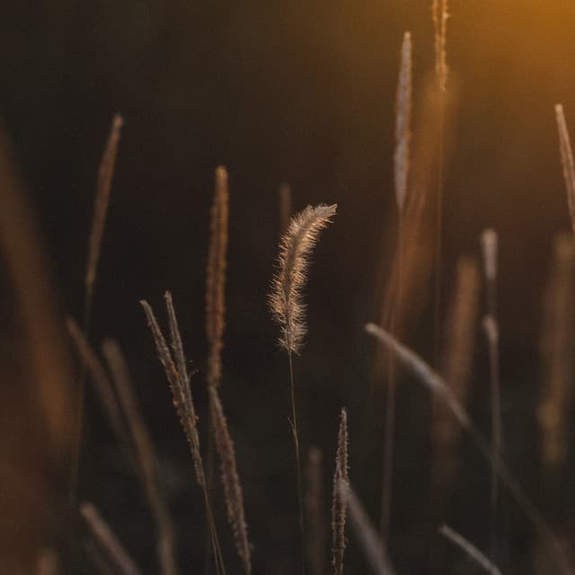 50 Calming Sounds for Sleep & Relaxation - Pro Sounds of Nature