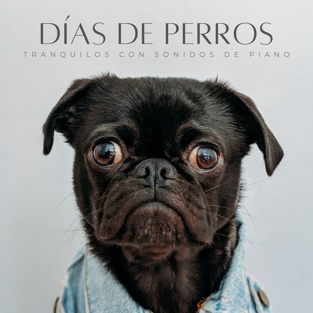 Días De Perros Tranquilos Con Sonidos De Piano - Piano clásico