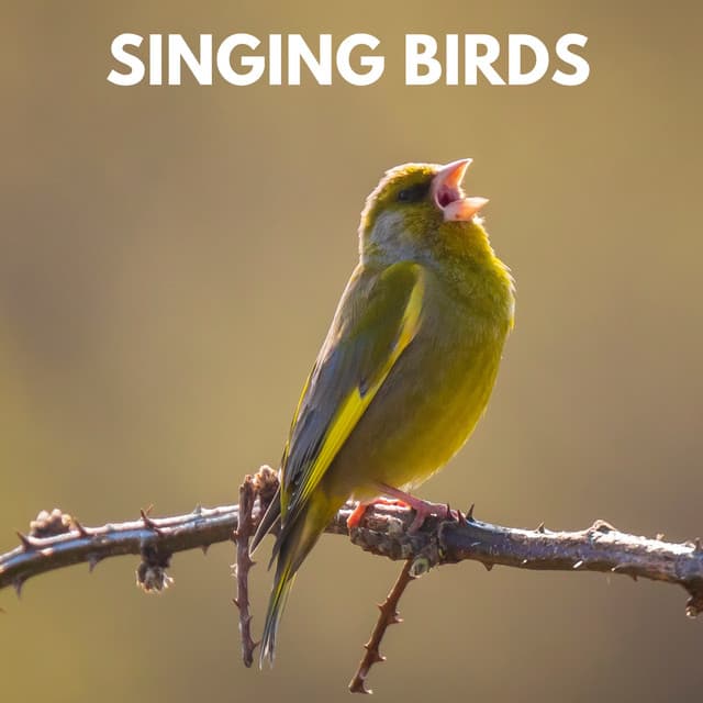 Singing Birds - Actors of Nature