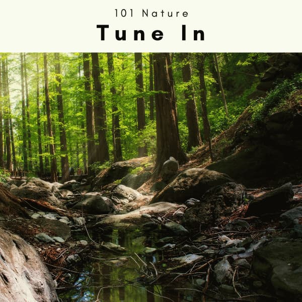 A Tune In - 101 Nature