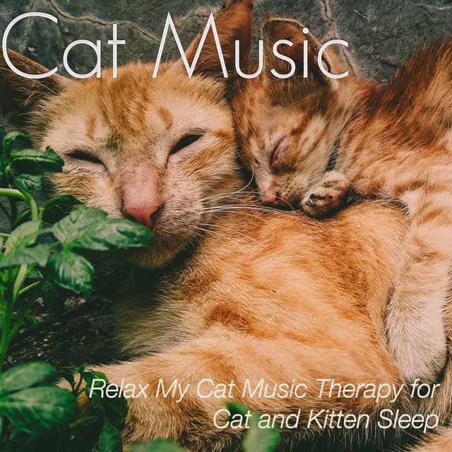 Music for Cats: Relax My Cat Music Therapy for Cat and Kitten Sleep - Cat Music Dreams