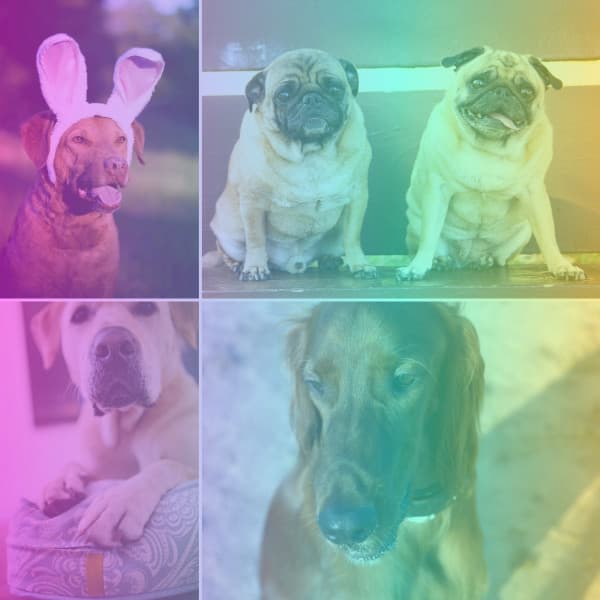 Subdued Background Music for Sad Puppies - Music for Dogs Radio