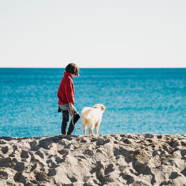 Tranquil Ambient: A Waterside Retreat for Dog Companions - White Noise Rain