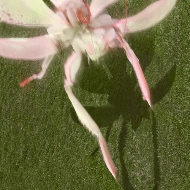 QWERTY II - Saya Gray