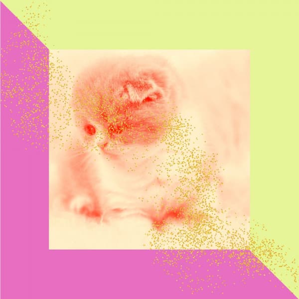 Son Montuno - Music for Quirky Cats - Cat Sleeping Music Project