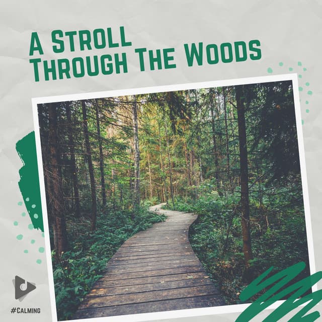 A Stroll Through The Woods - #Calming