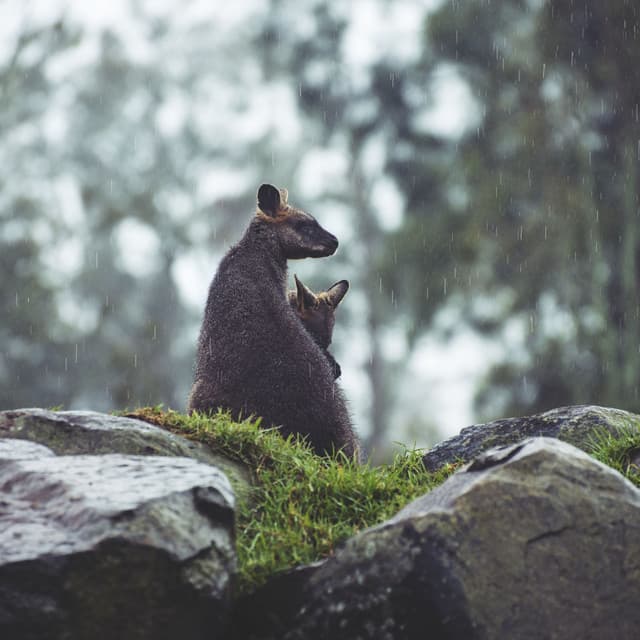 Rainy Repose Prelude: Drizzling Relaxation Symphony - Calm Rain Sounds