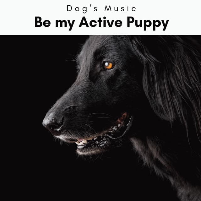4 Dogs: Be my Active Puppy - Dog's Music