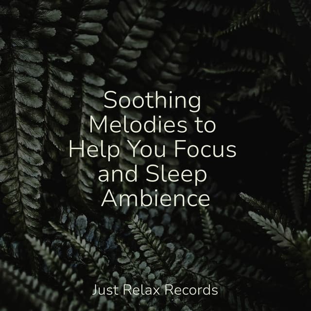 Soothing Melodies to Help You Focus and Sleep Ambience - Lullabyes