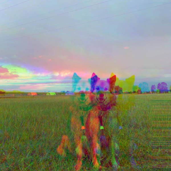 Backdrop for Cozy Winter Doggo - Calma Música para Perros