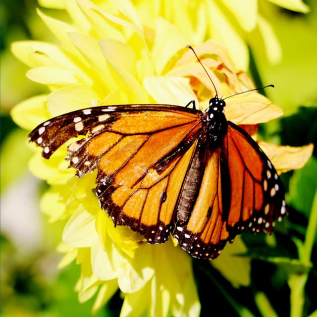 Brown Noise Dreams - Meditation Spa Society