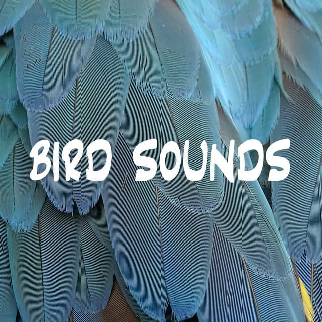 Bird Sounds - Nature And Bird Sounds