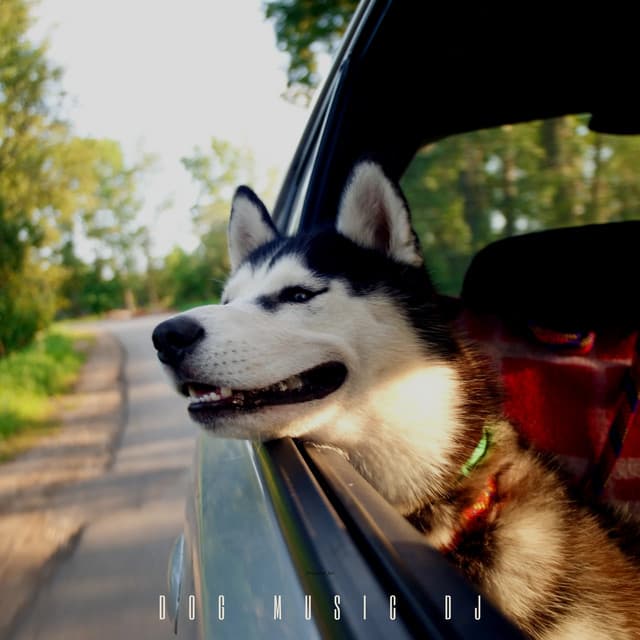 Anxiety Relief For Travelling Dogs - Dog Music DJ