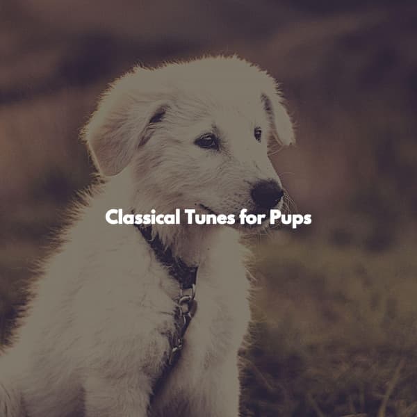 Classical Tunes for Pups - Elevator Music