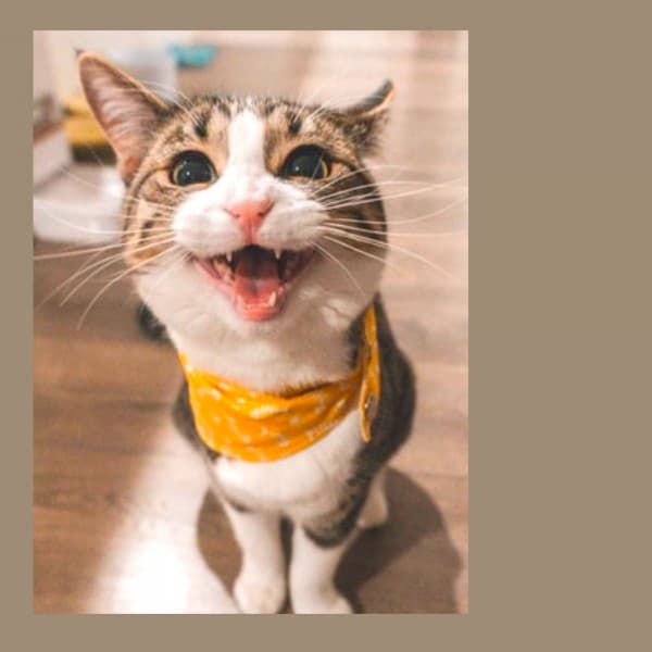 Backdrop for The Cutest Kitten - Quiet Soprano Sax Solo - Cat Music Relaxation