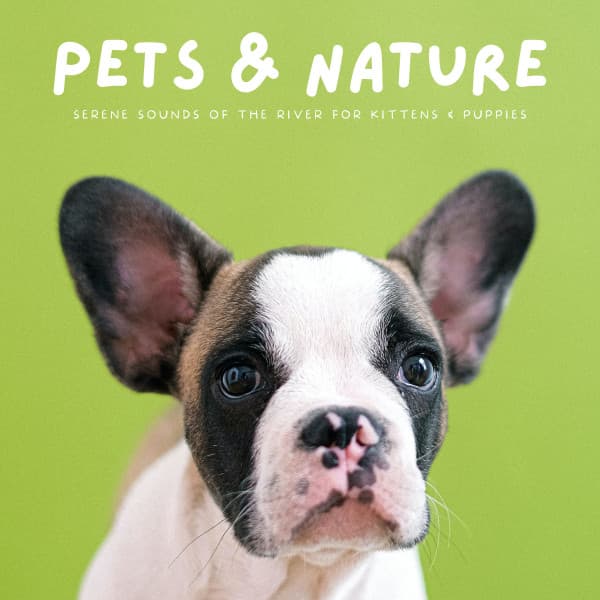 Pets & Nature: Serene Sounds Of The River For Kittens & Puppies - Doggy Naptime Vibes