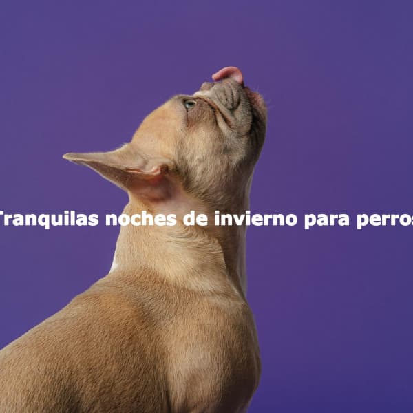 Tranquilas noches de invierno para perros - Soft Jazz Moment