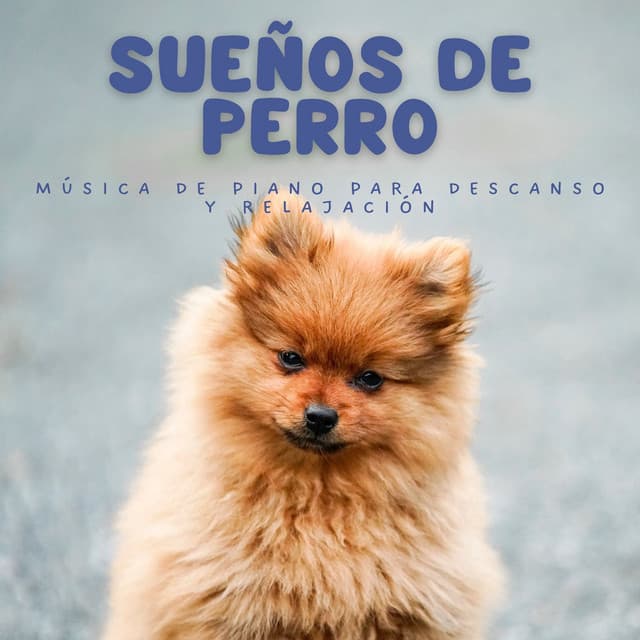 Sueños De Perro: Música De Piano Para Descanso Y Relajación - Relajante Piano Jazz