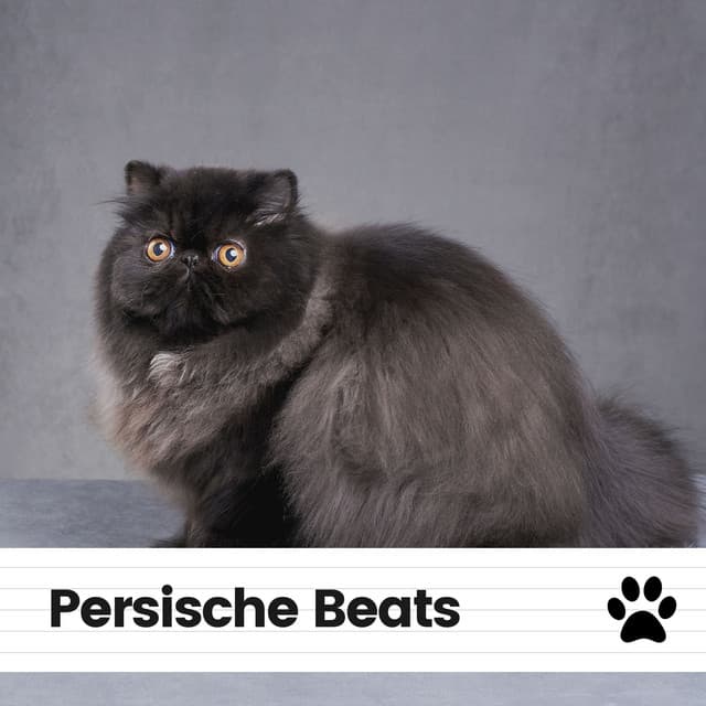 Persische Beats - Katzenmusik