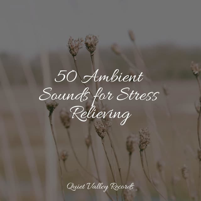 50 Ambient Sounds for Stress Relieving - Lluvia PQ