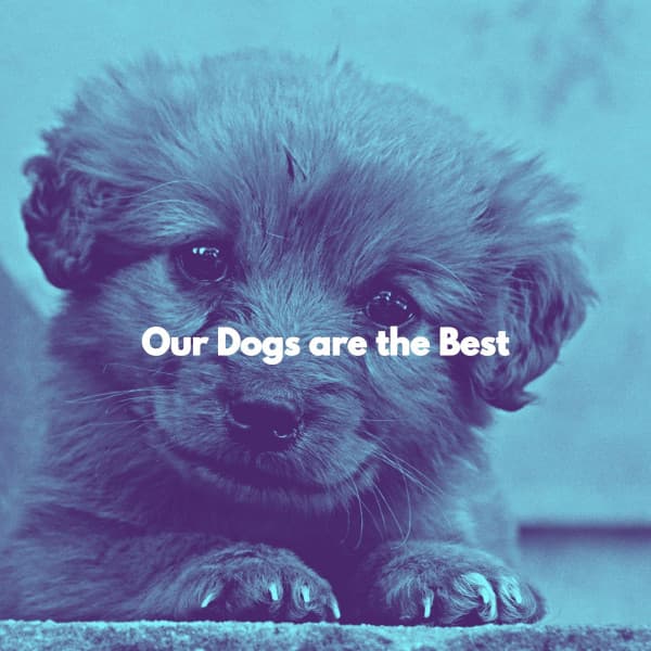 Our Dogs are the Best - Alegre Desayuno Jazz