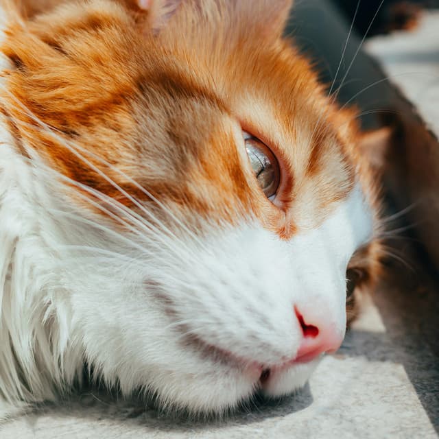 Restful Noise for Quiet Nights - White Noise For Baby Sleep