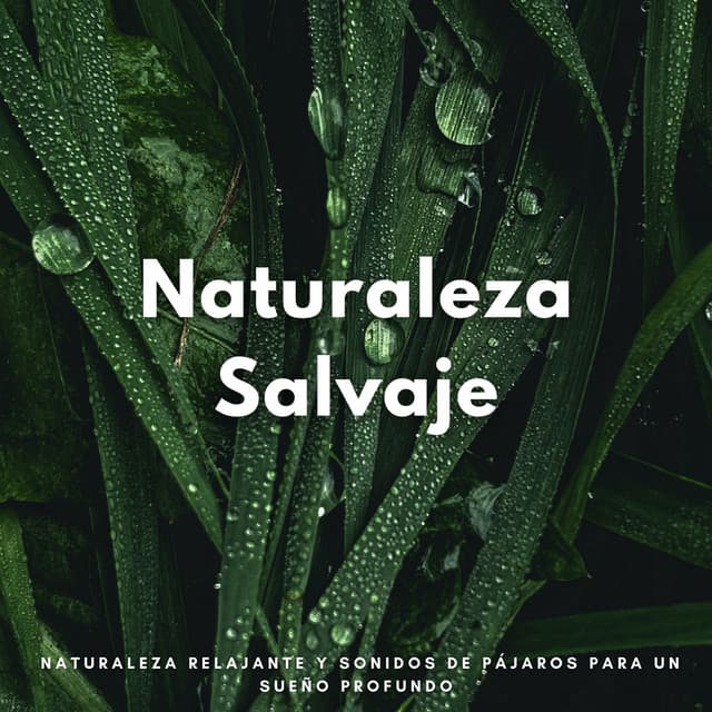 Naturaleza Salvaje: Naturaleza Relajante Y Sonidos De Pájaros Para Un Sueño Profundo - Pajaros Tropicales