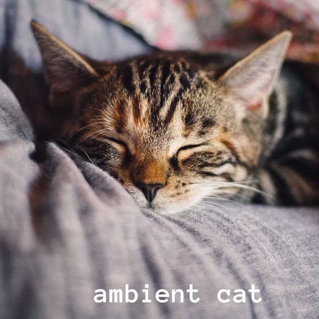 Ambient Cat - Cat Music Therapy