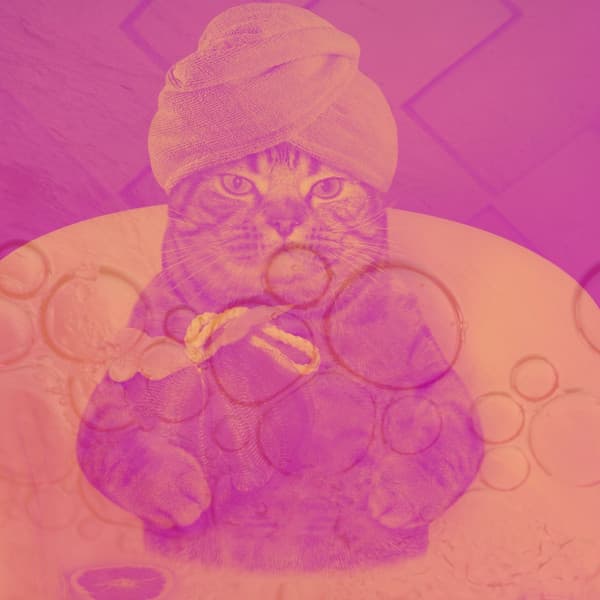 Brilliant Background for Grumpy Cats - Cat Music Studio