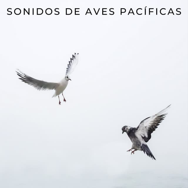 Sonidos De Aves Pacíficas - Sonidos De Pajaros