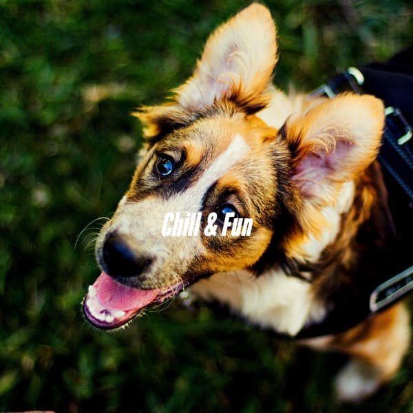 Chill & Fun - Relaxing Dog Music