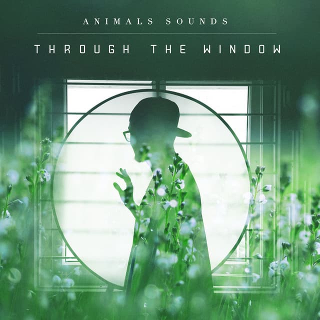 Through the Window - Animals Sounds