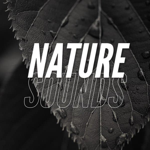 Nature Sounds - Rain Recordings