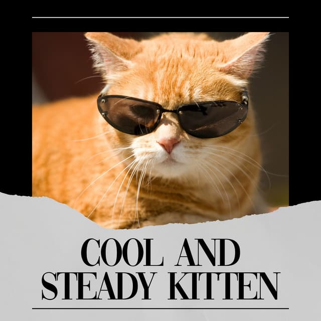 Cool and Steady Kitten - Cats Music Zone