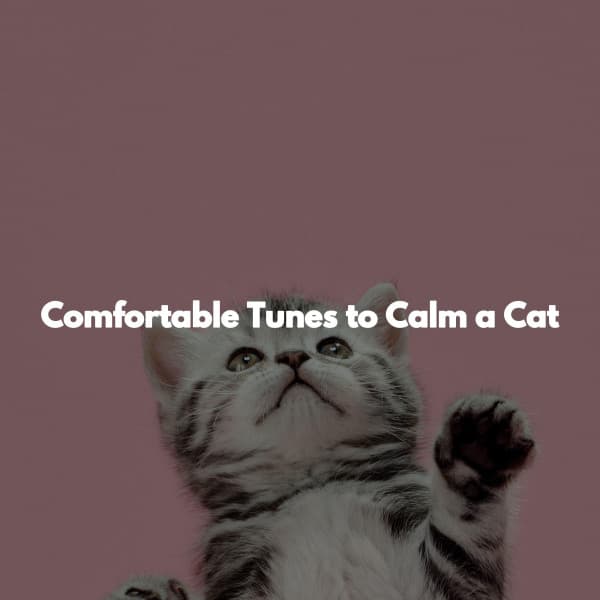 Comfortable Tunes to Calm a Cat - Weekend Jazz