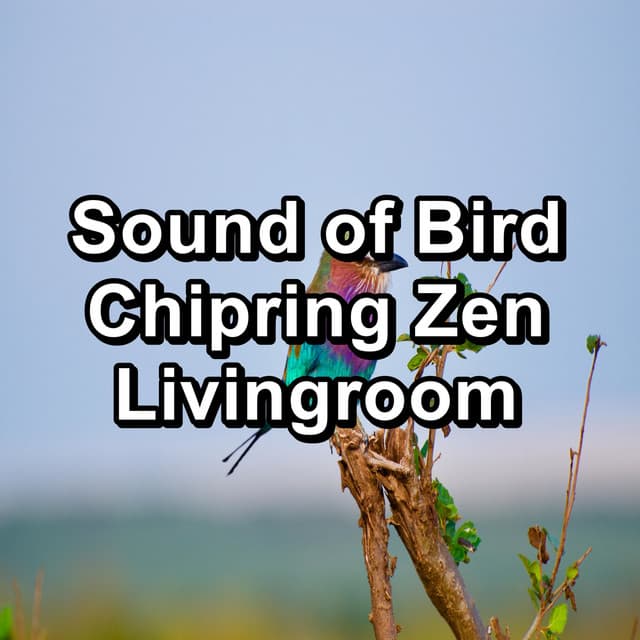 Sound of Bird Chipring Zen Livingroom - Bird Sounds