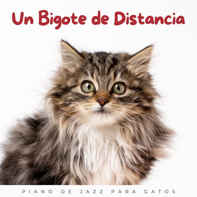 Un Bigote De Distancia: Piano De Jazz Para Gatos - Lista de reproducción de jazz ligero