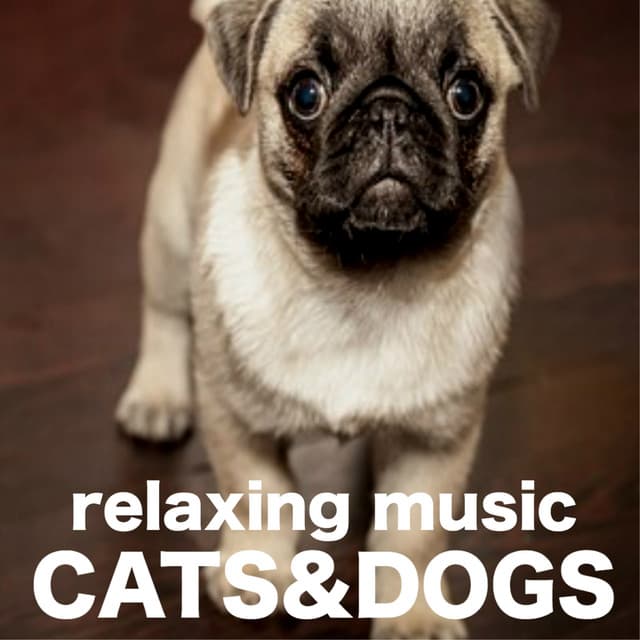 Relaxing Music for Cats and Dogs - Oriental Japanese Songs for Serenity and Harmony - Pet Couture